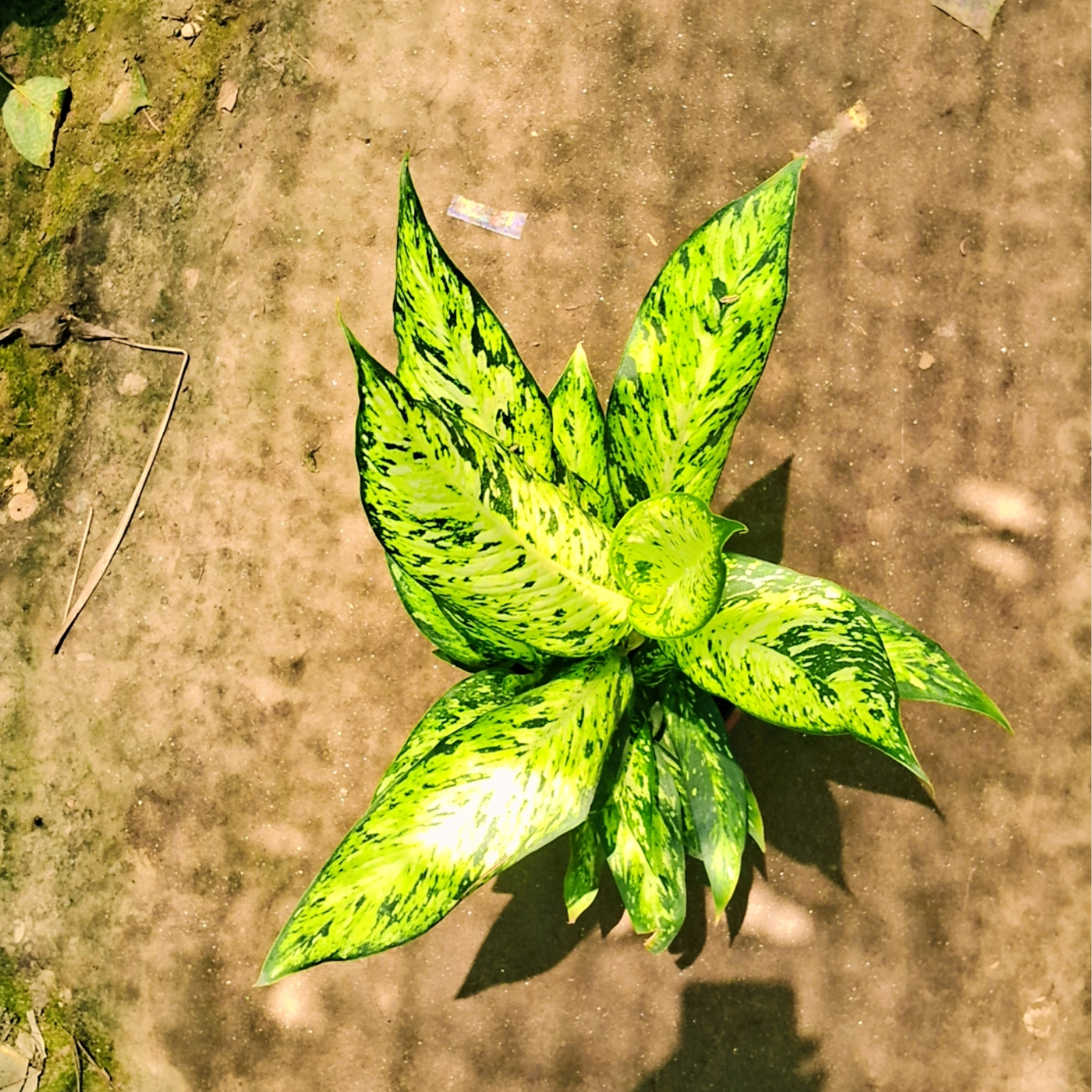 Agaonema snow white plant in 6 inch pot Plantncr