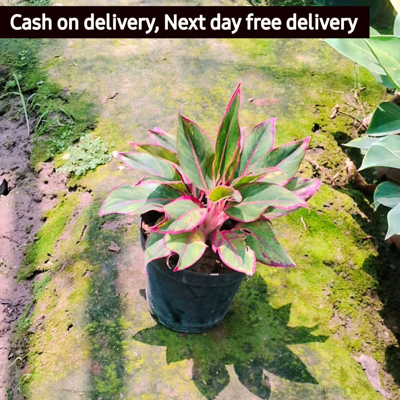 Aglaonema evergreen red plant in 8 inch pot Plantncr