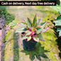 Aglaonema evergreen red plant in 8 inch pot Plantncr