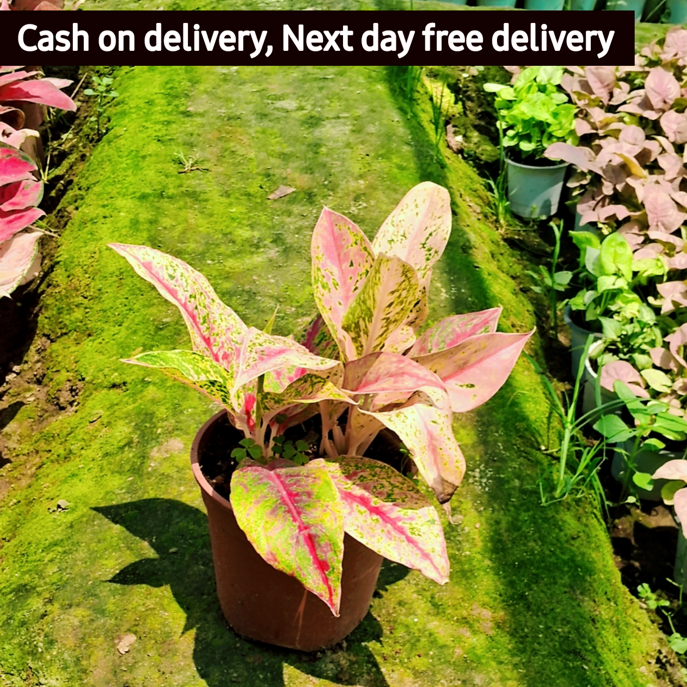 Aglaonema pink panther plant in 6 inch pot Plantncr