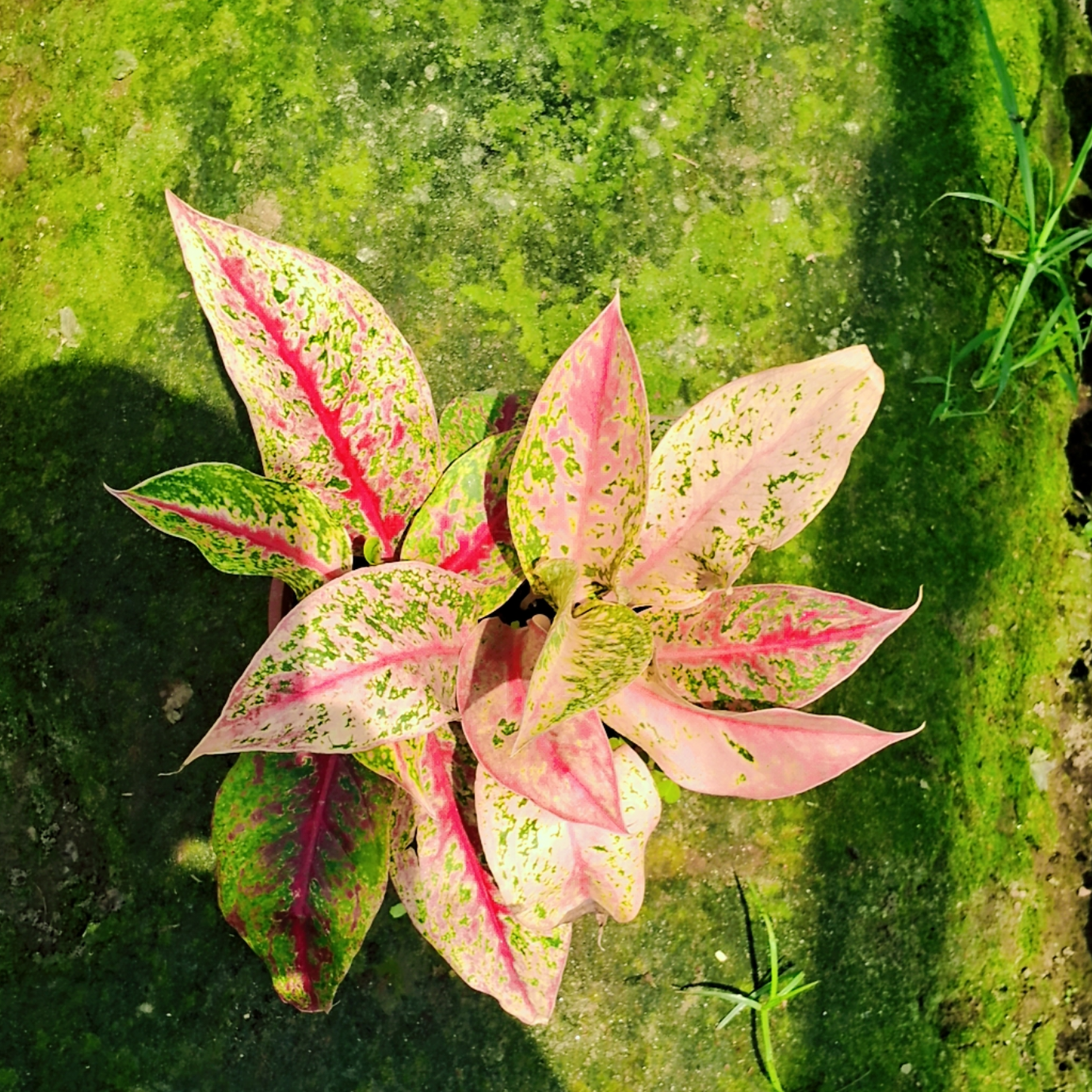 Aglaonema Red Lipstick plant in 6 inch pot (Copy) Plantncr