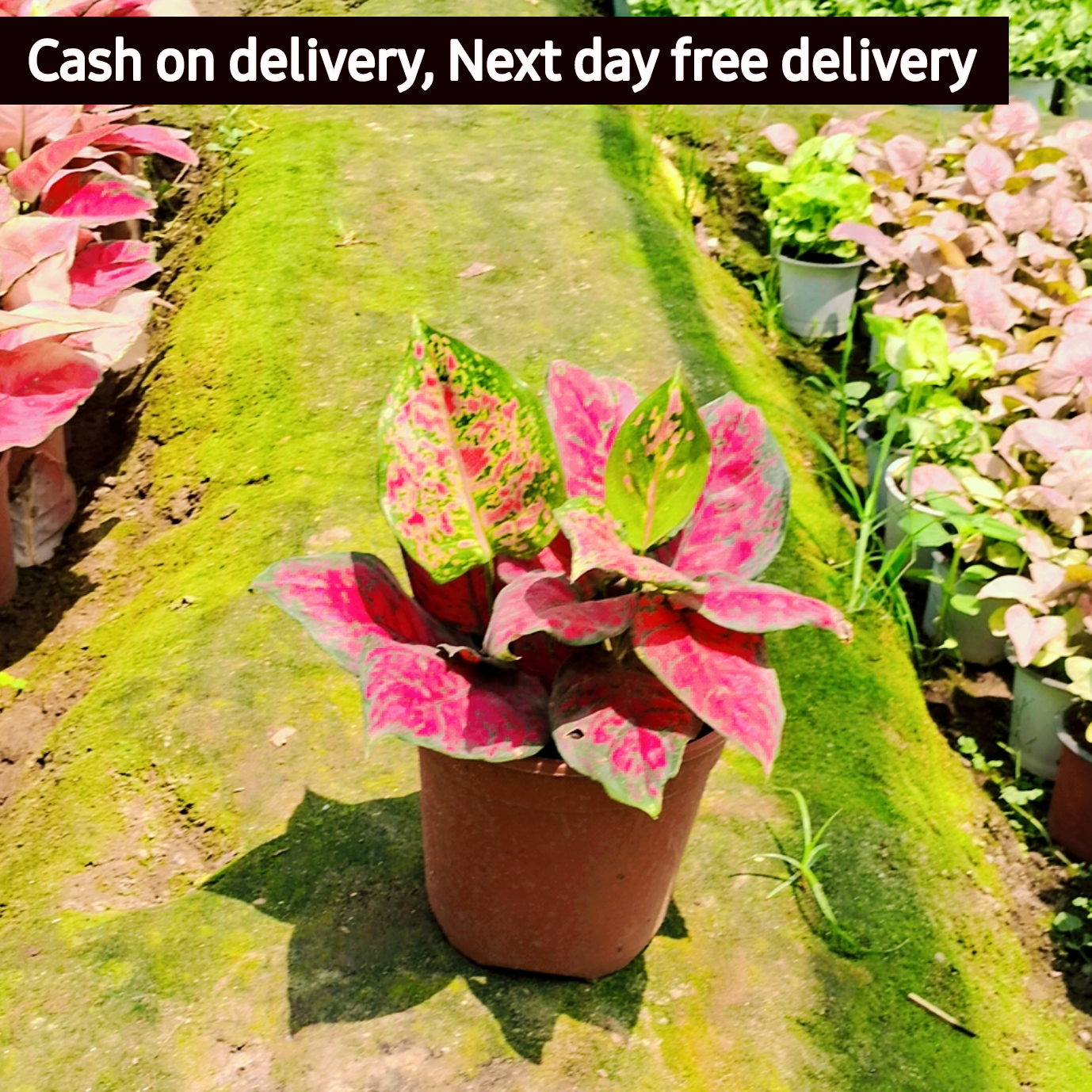 Aglaonema Rotundom Lipstick plant in 6 inch pot Plantncr