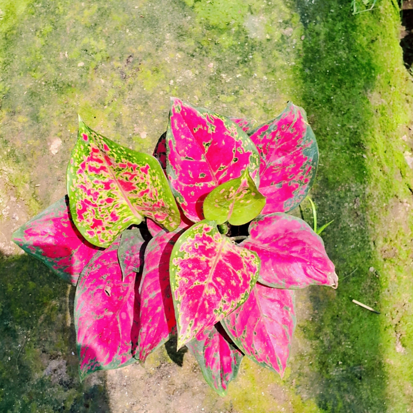 Aglaonema Red Lipstick plant in 6 inch pot (Copy) Plantncr
