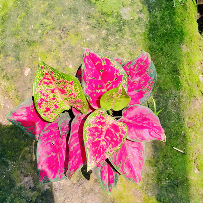 Aglaonema Red Lipstick plant in 6 inch pot (Copy) Plantncr