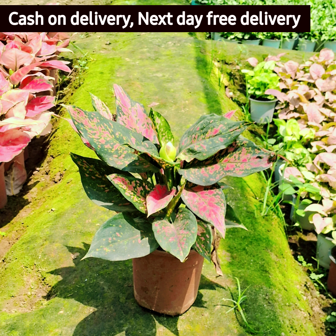 Aglaonema Red Lipstick plant in 6 inch pot (Copy) Plantncr