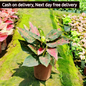 Aglaonema Red Lipstick plant in 6 inch pot (Copy) Plantncr