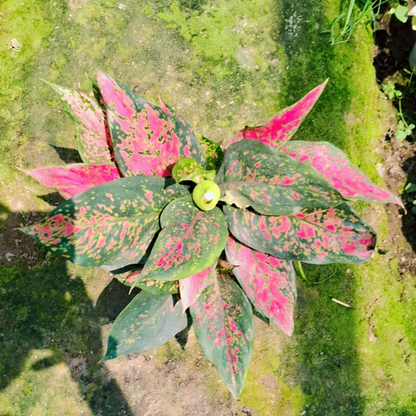 Aglaonema Red Lipstick plant in 6 inch pot (Copy) Plantncr