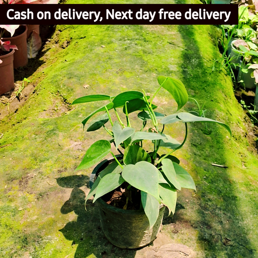 Heartleaf philodendron Plant in 6 inch pot Plantncr