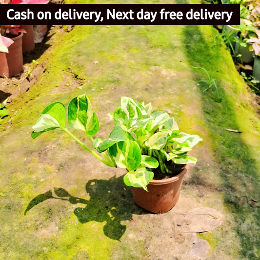 Verigated Money  Plant (Ukanda) in 4 inch pot Plantncr