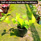 Golden money plant (Pune variety) in 6 inch pot Plantncr