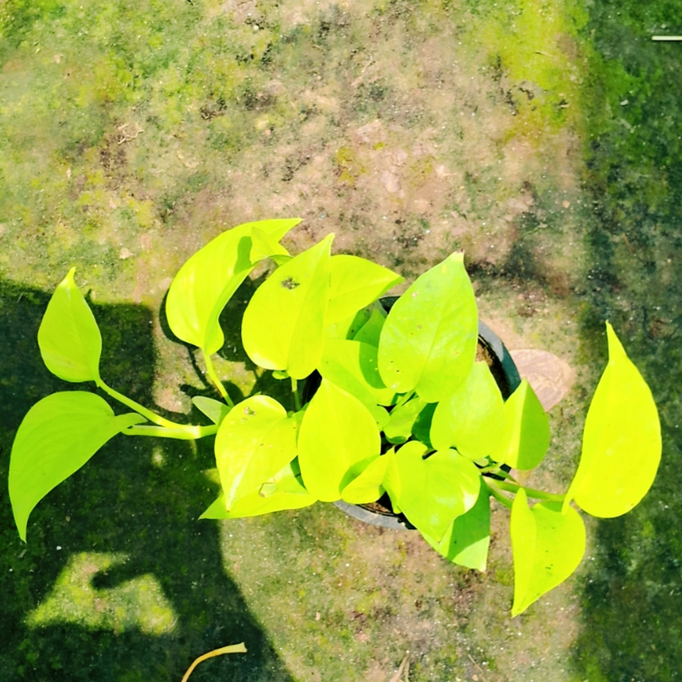 Golden money plant (Pune variety) in 6 inch pot Plantncr