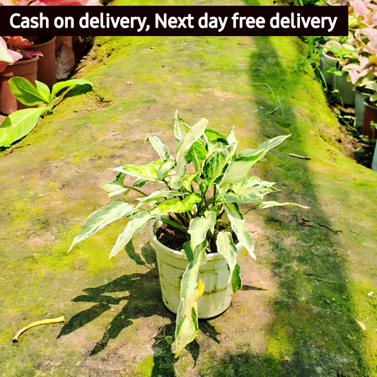 Star light Syngonium podophyllum (dwarf) in 4 inch pot Plantncr