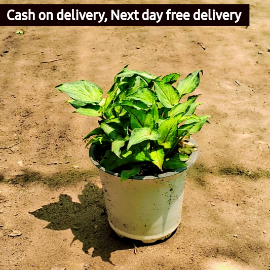 Green Syngonium podophyllum (dwarf) in 4 inch pot Plantncr