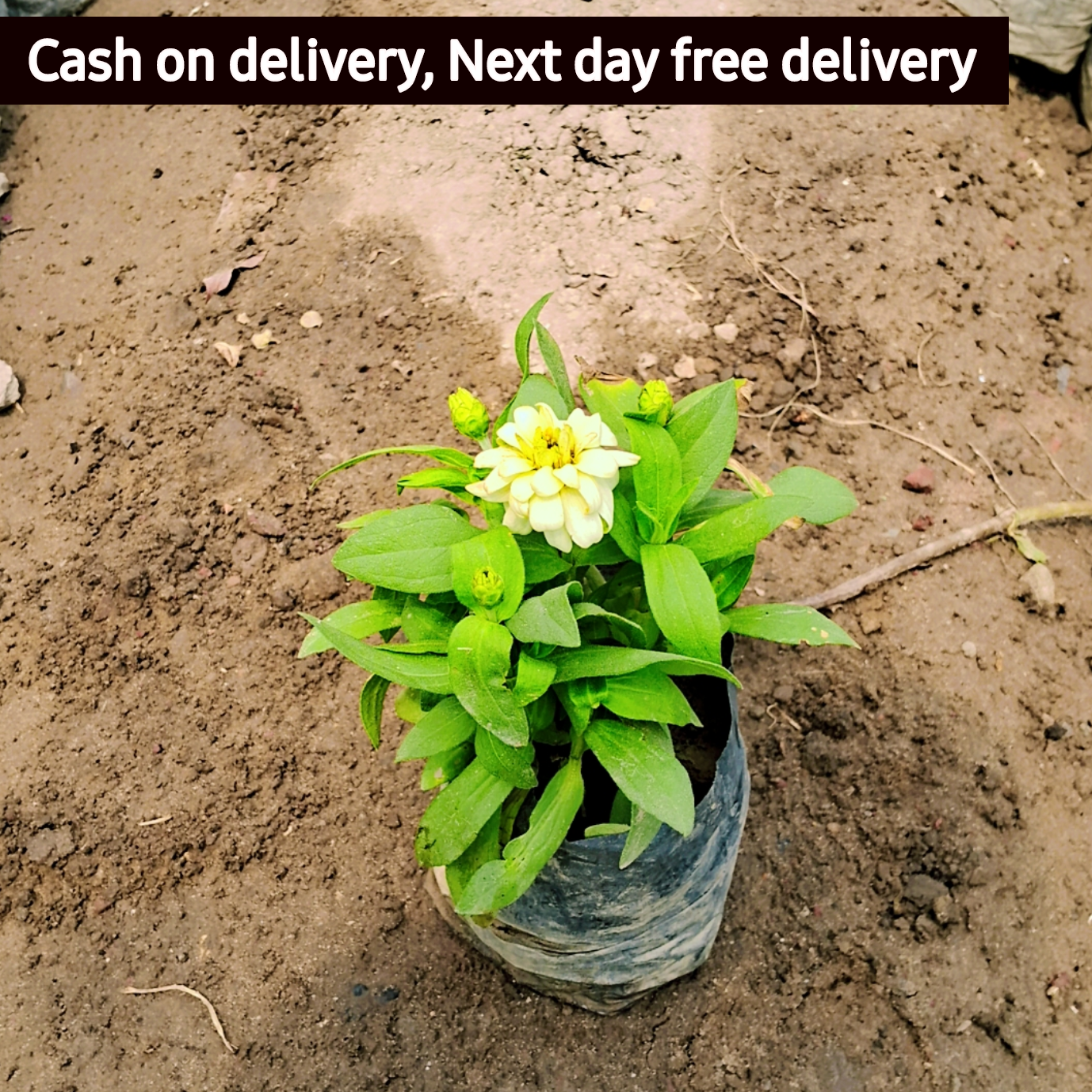 Dwarf Zinnia plant (any colour) in 4 inch polybag Plantncr