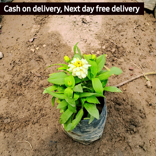 Dwarf Zinnia plant (any colour) in 4 inch polybag Plantncr