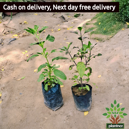 Tulsi (Rama, Shyama) plant in 4 inch polybag Plantncr