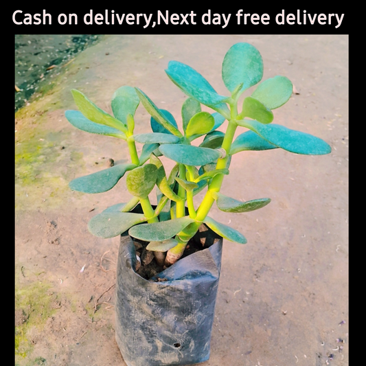 Crassula ovata plant in 4 inch poybag Plantncr