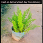 Asparagus foxtail plant in 4 inch polybag Plantncr