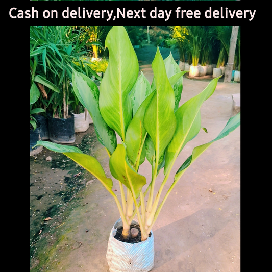 Aglaonema plant in 6 inch poybag Plantncr