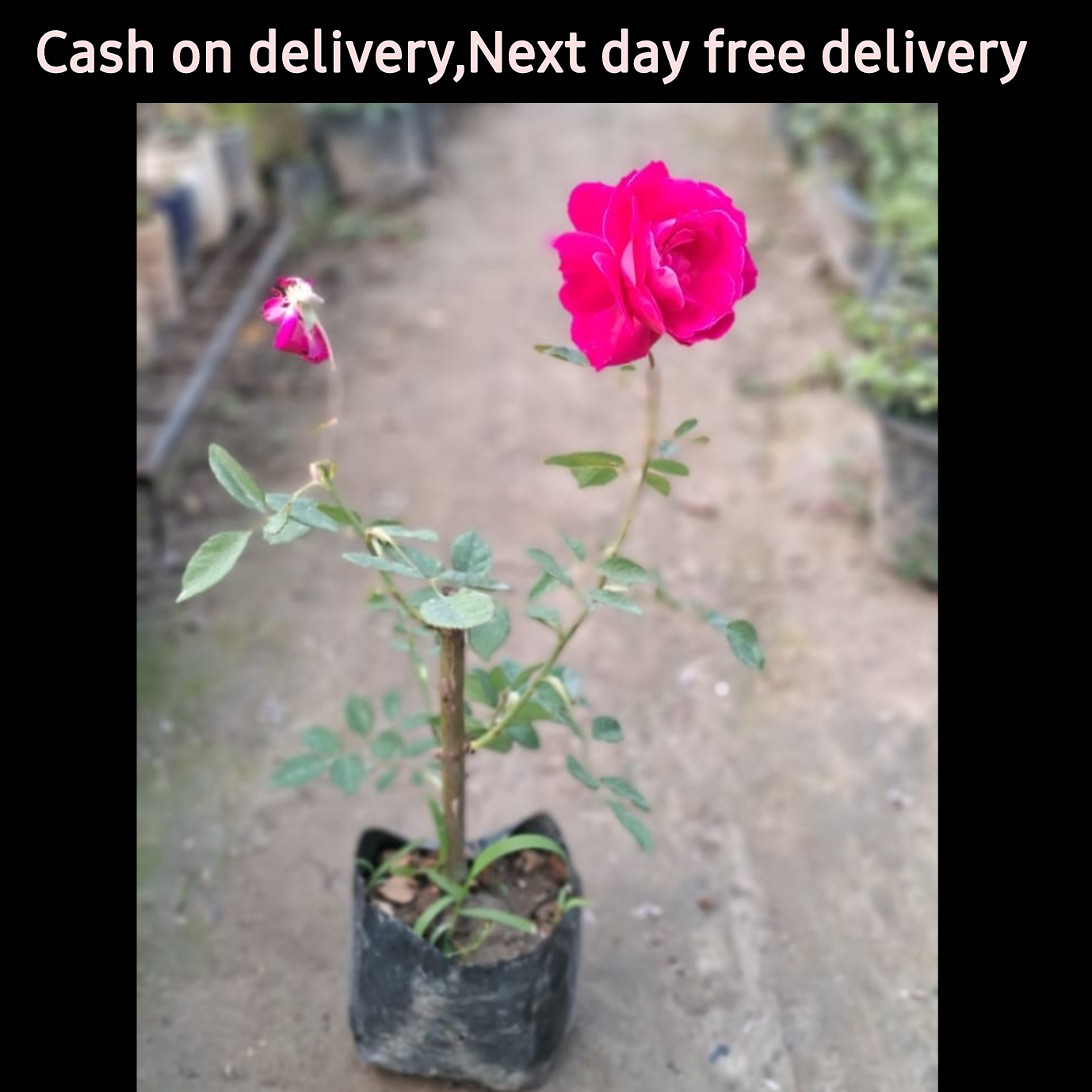 Red Rose plant in 4 inch polybag Plantncr