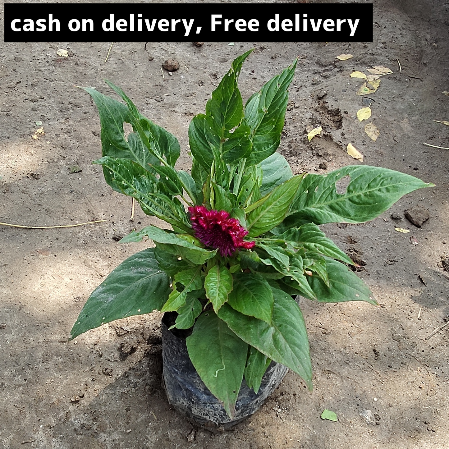 Cocuscoma seasonal flowers plant in 4 inch polybag Plantncr