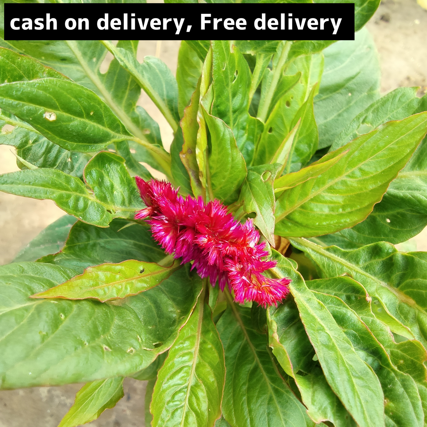 Cocuscoma seasonal flowers plant in 4 inch polybag Plantncr