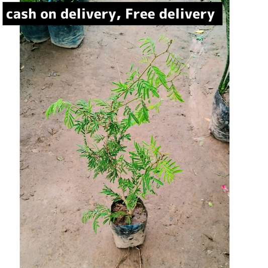 Holy Shami plant in 4 inch polybag Plantncr