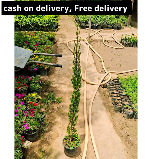 Pencil pine plant in 6 inch pot Plantncr