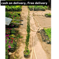 Pencil pine plant in 6 inch pot Plantncr