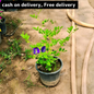 Aprajita ( blue )plant in 6 inch pot Plantncr