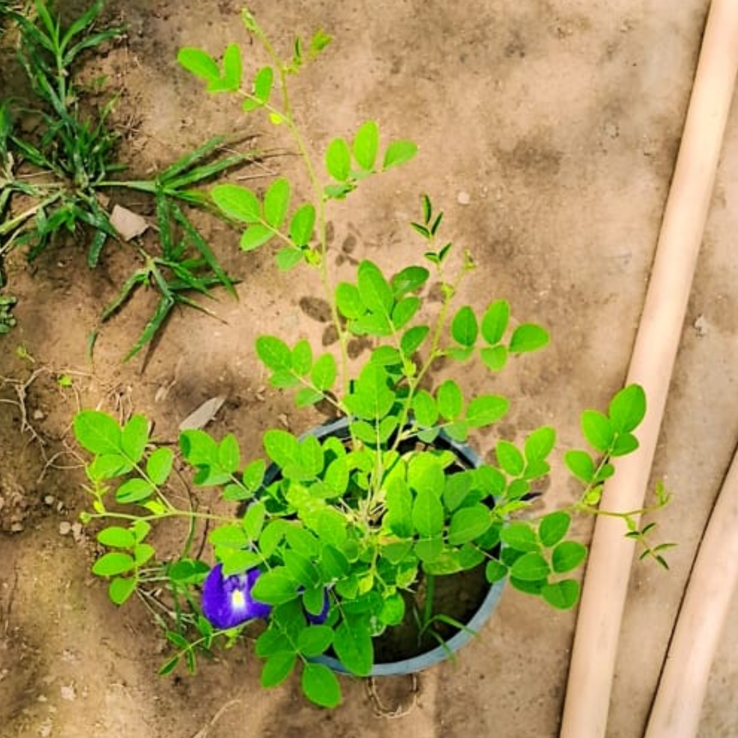 Aprajita ( blue )plant in 6 inch pot Plantncr