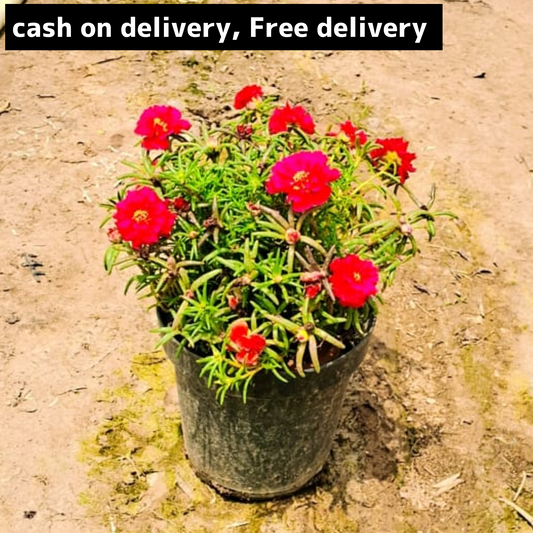 Portulaca (any colour )plant  in 6 inch pot Plantncr