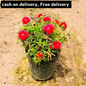 Portulaca (any colour )plant  in 6 inch pot Plantncr