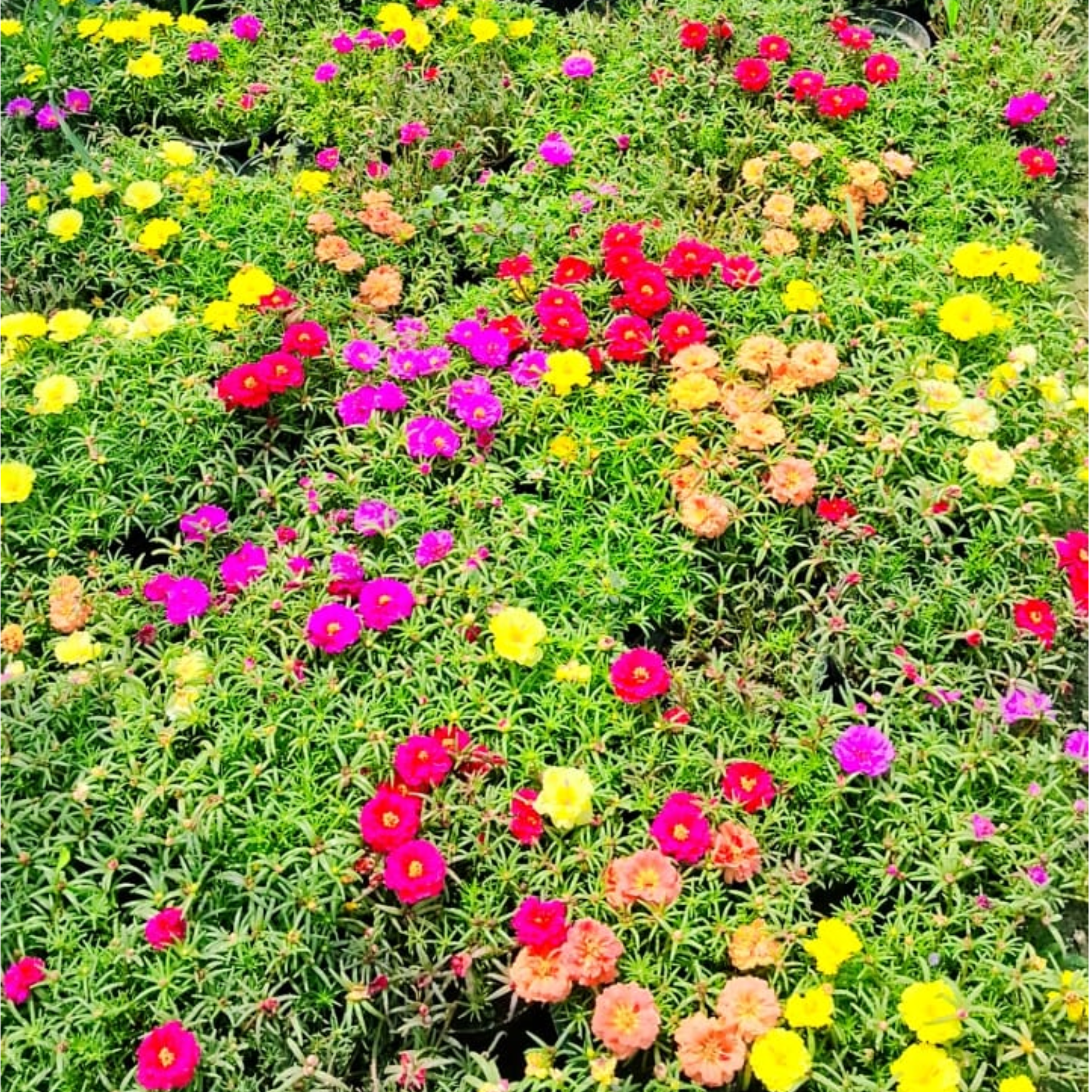 Portulaca (any colour )plant  in 6 inch pot Plantncr
