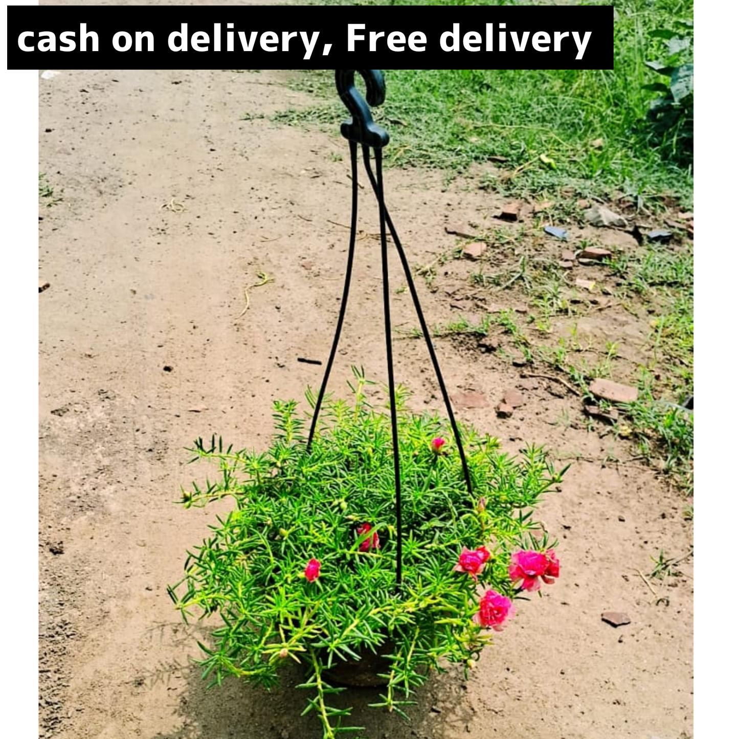 Portulaca deshi (any colour )plant in hanging basket Plantncr