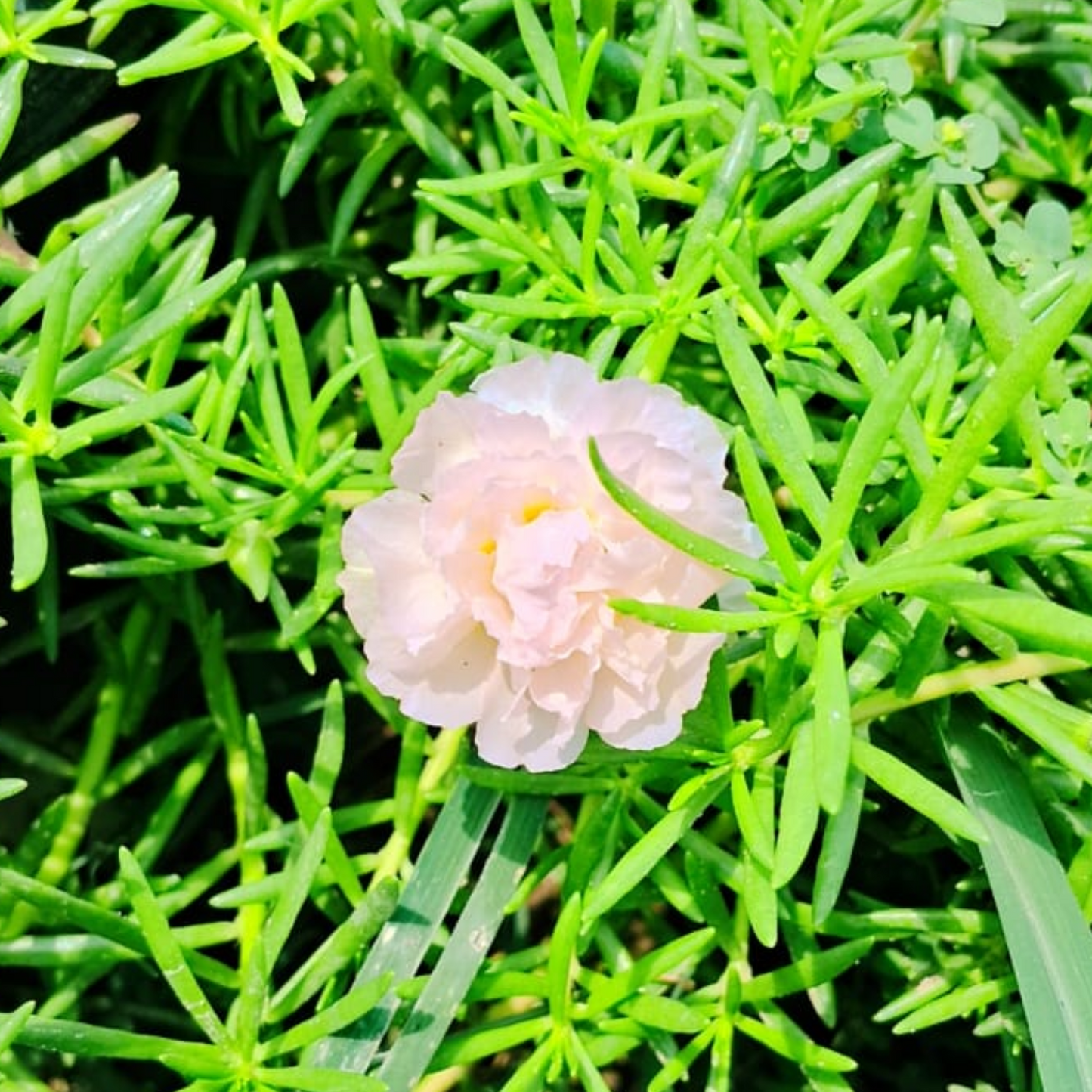 Portulaca deshi (any colour )plant in hanging basket Plantncr