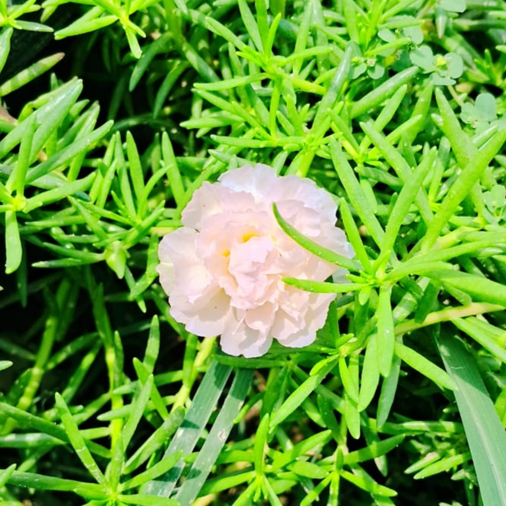Portulaca deshi (any colour )plant in hanging basket Plantncr