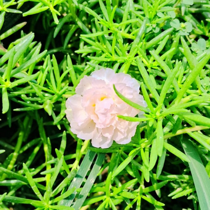 Portulaca deshi (any colour )plant in hanging basket Plantncr