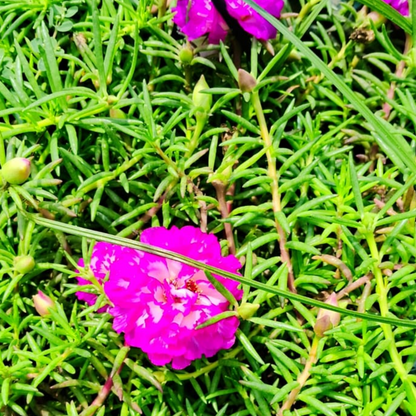 Portulaca deshi (any colour )plant in hanging basket Plantncr