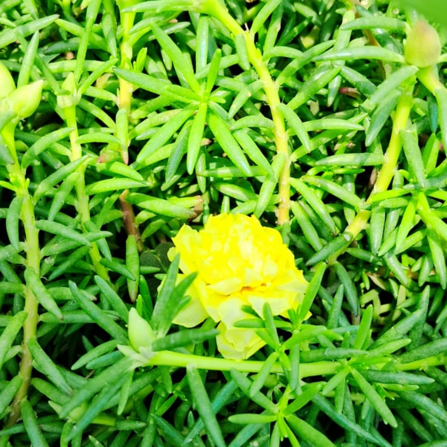 Portulaca deshi (any colour )plant in hanging basket Plantncr