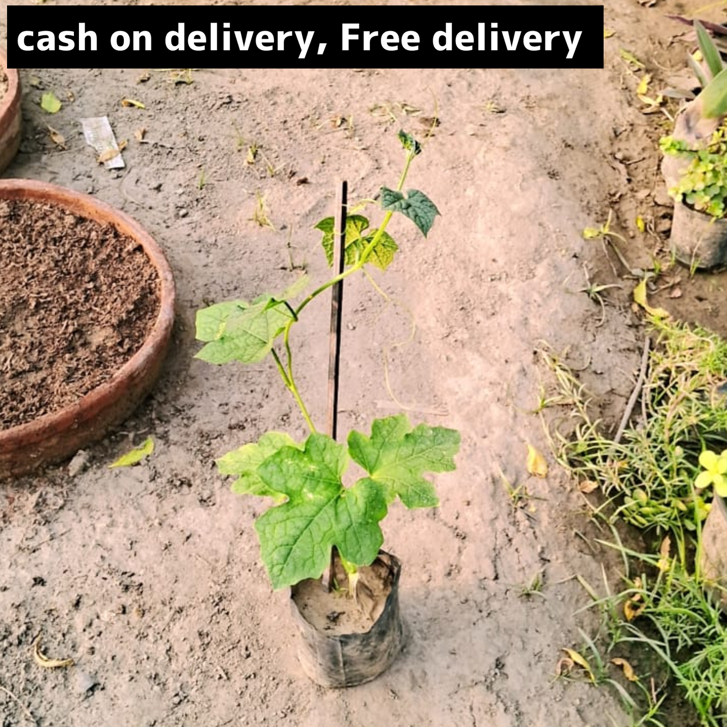 Tori vegetables plant in 4 inch polybag Plantncr