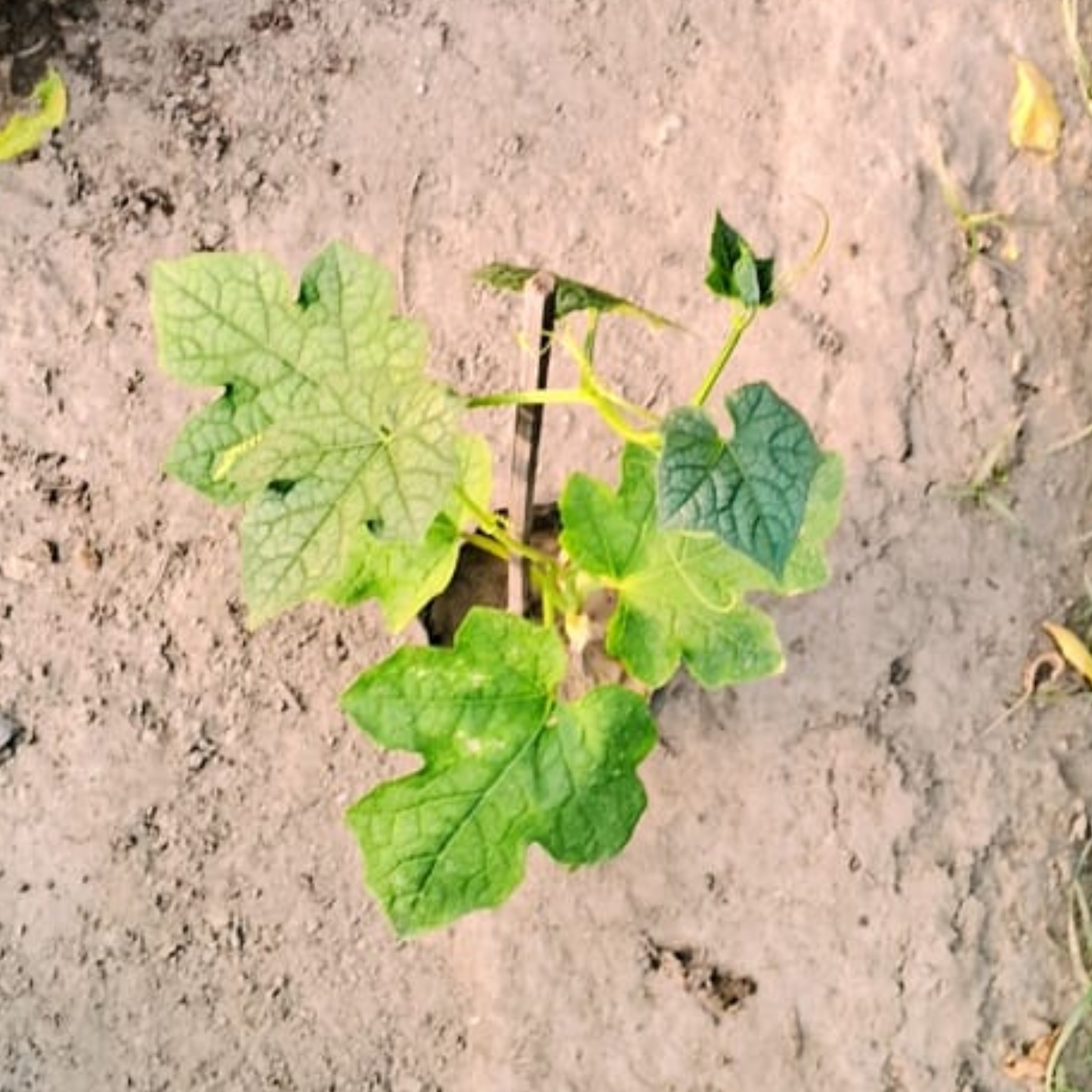 Tori vegetables plant in 4 inch polybag Plantncr