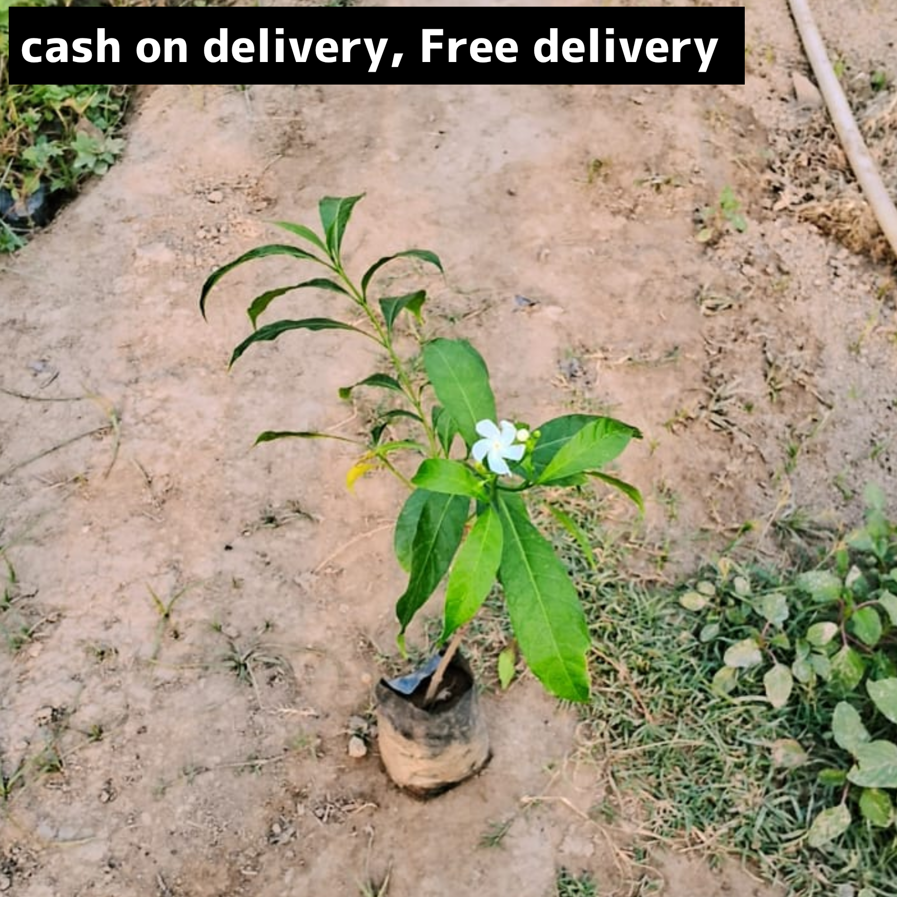 Pinwheel Flower( jasmine) plant in 4 inch polybag Plantncr