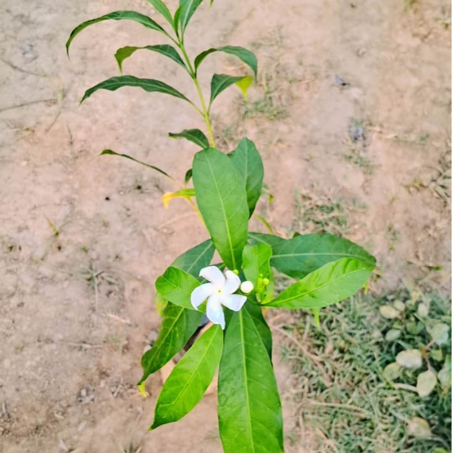 Pinwheel Flower( jasmine) plant in 4 inch polybag Plantncr