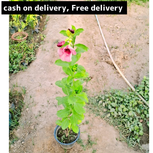 Almonda plant in 8 inch pot Plantncr