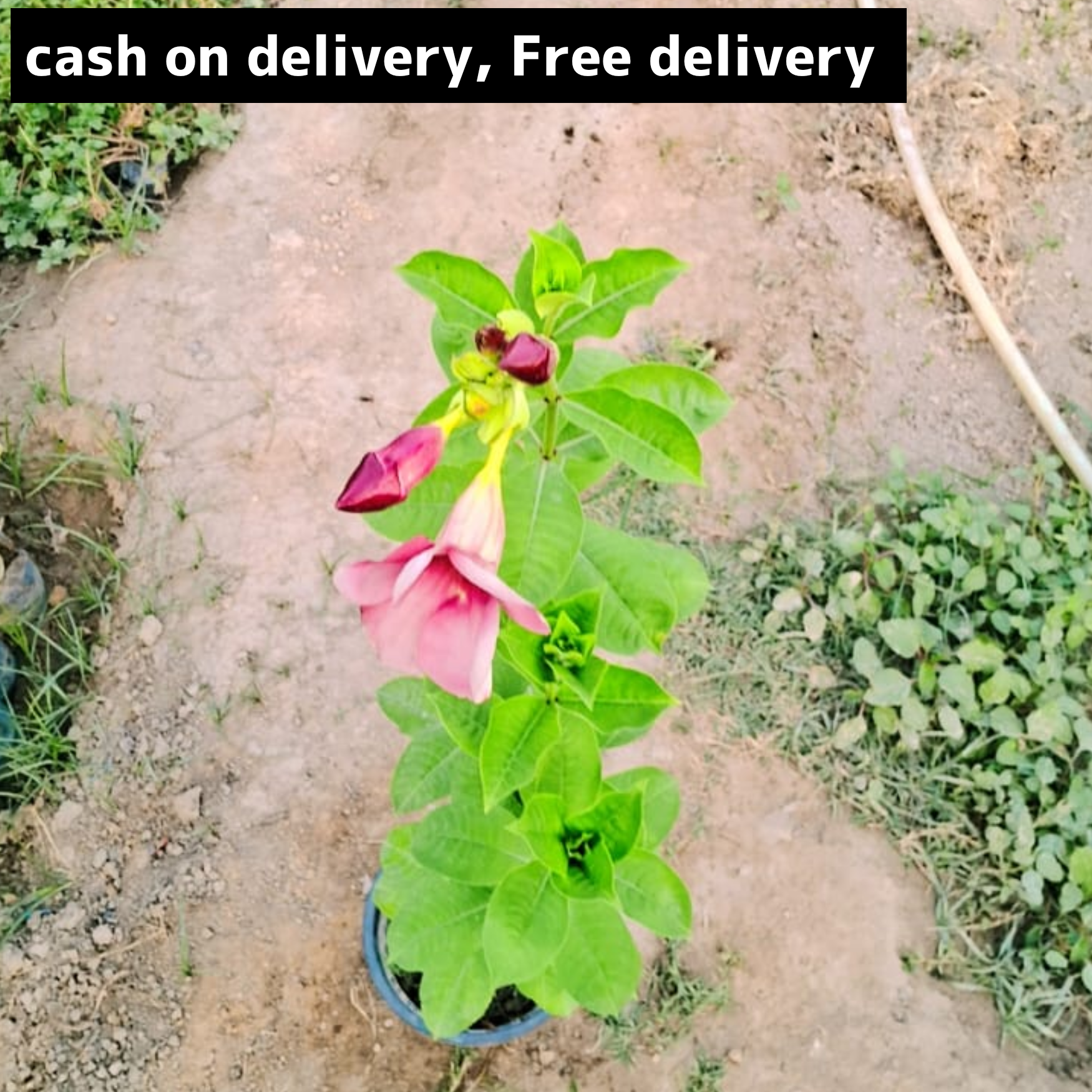 Almonda plant in 8 inch pot Plantncr