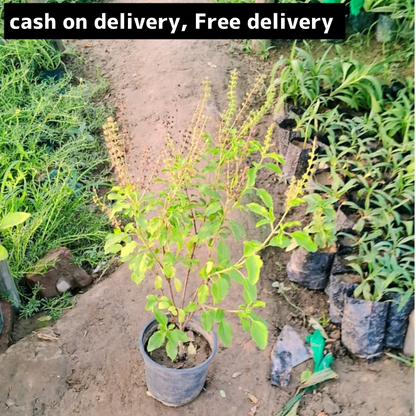 Rama Tulsi plant in 6 inch pot Plantncr