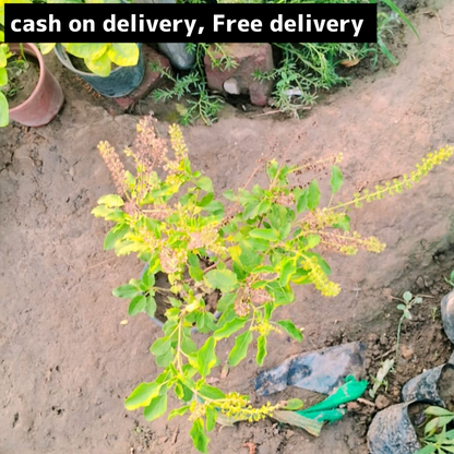 Rama Tulsi plant in 6 inch pot Plantncr