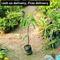 Ashoka plant in 4 inch polybag (2.5 feet) Plantncr