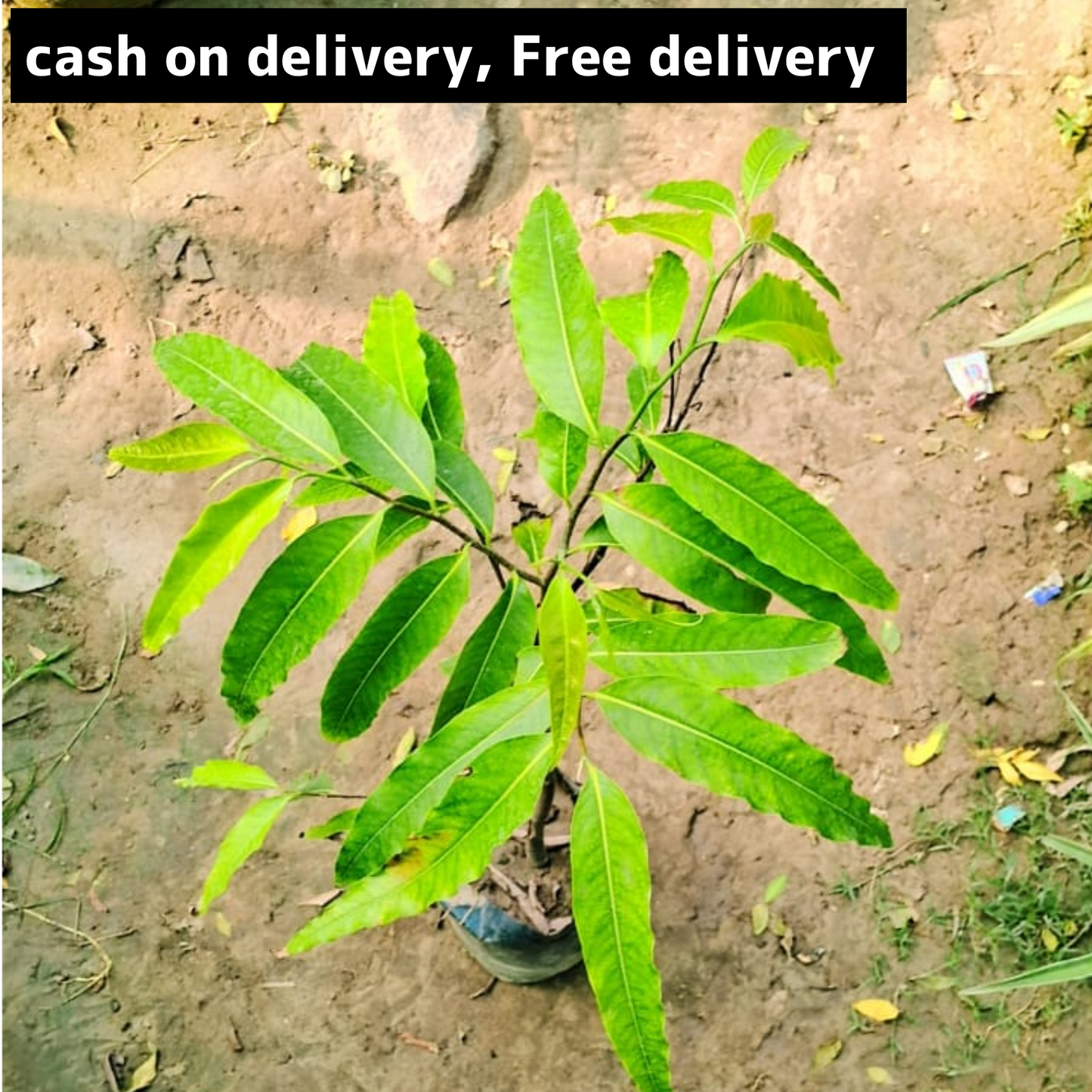 Ashoka plant in 4 inch polybag (2.5 feet) Plantncr